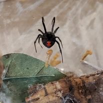 Adult Southern Black Widow Female (Latrodectus mactans)