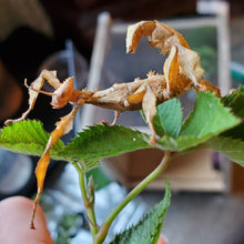 Load image into Gallery viewer, Extatosoma tiaratum (prickly stick bug) Eggs
