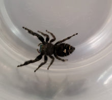 Load image into Gallery viewer, Phidippus audax (Bold) sling unsexed
