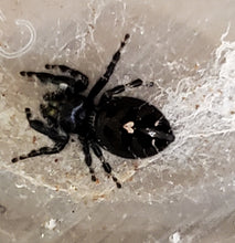 Load image into Gallery viewer, Phidippus audax (Bold) sling unsexed
