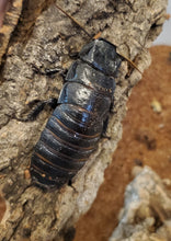 Load image into Gallery viewer, TIGER (Black) HISSER nymphs (GROMPHADORHINA GRANDIDIERI)
