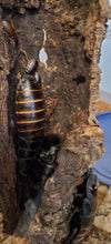 Load image into Gallery viewer, TIGER (Black) HISSER nymphs (GROMPHADORHINA GRANDIDIERI)
