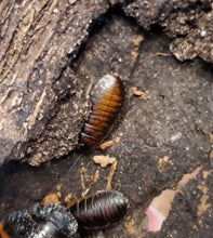 Load image into Gallery viewer, TIGER (Black) HISSER nymphs (GROMPHADORHINA GRANDIDIERI)
