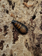 Load image into Gallery viewer, TIGER (Black) HISSER nymphs (GROMPHADORHINA GRANDIDIERI)
