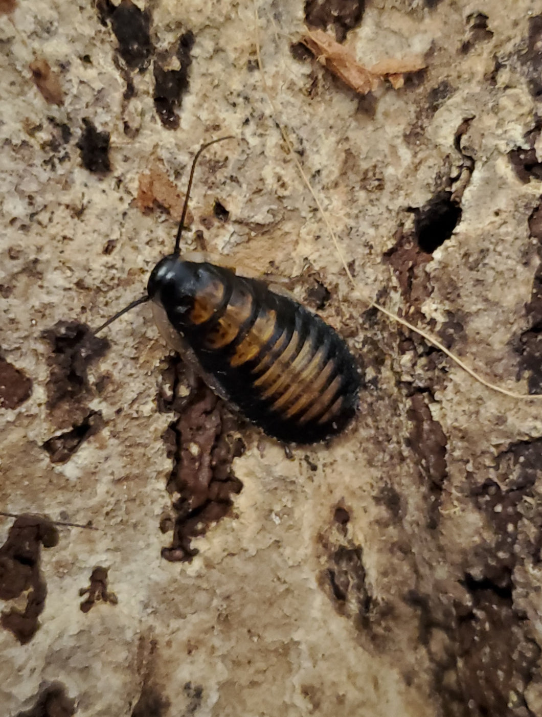 TIGER (Black) HISSER nymphs (GROMPHADORHINA GRANDIDIERI)