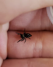 Load image into Gallery viewer, Phidippus audax (Bold) sling unsexed
