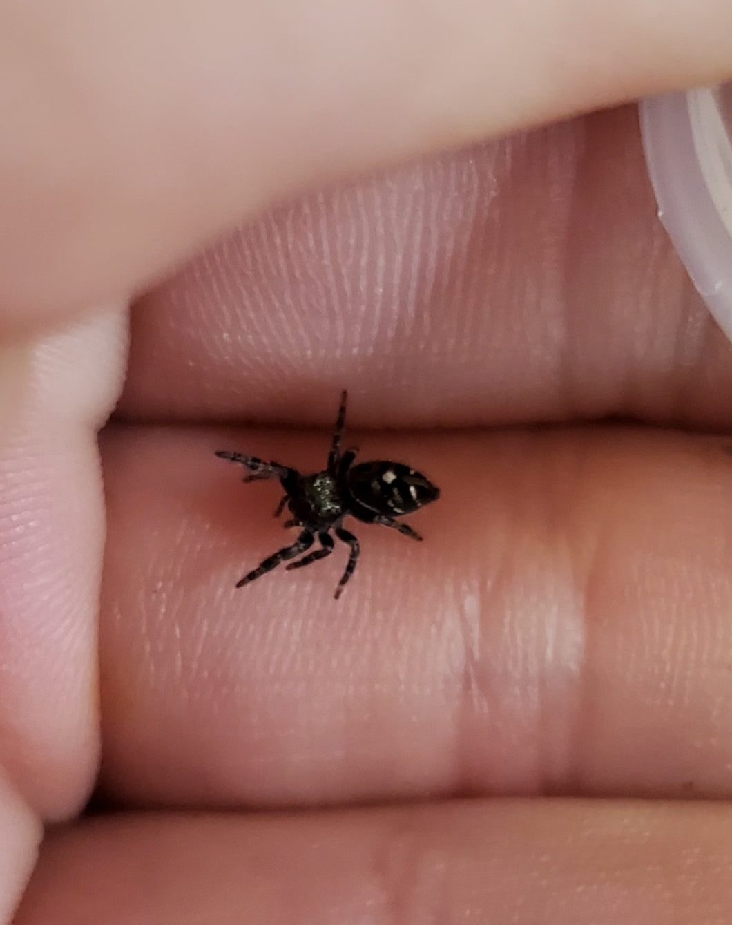 Phidippus audax (Bold) sling unsexed