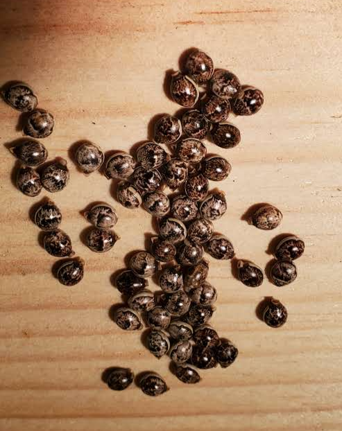 Extatosoma tiaratum (prickly stick bug) Eggs